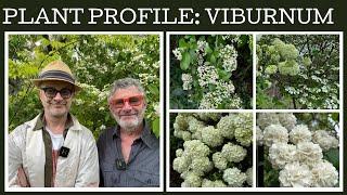 Plant Profile: Viburnums