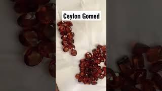 Gomed Ceylon Natural in Bangalore #shorts #gomed #bangalore