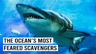 Killer Sharks: The Ocean's Deadliest Hunters