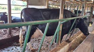 How to Start Dairy Farming from Scratch . She Closed her Clothes bussiness to Start Dairy Farming.