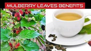 Mulberry leaves benefits | How to make mulberry leaf tea |  Mulberry leaf tea