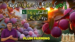 Pakistan's Billion Dollar New Industry | Plum Fruit Farming | Kissan Ka Pakistan | Discover Pakistan