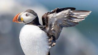 INSANE Puffin Photography with the Canon R5