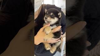 ぬいぐるみだった頃のとらの動画がでてきました#子犬 #柴犬 #豆柴 #黒柴 #豆柴とら日記 #パピー