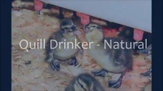 Quill Drinker Natural with 360° Nipples - Ducklings