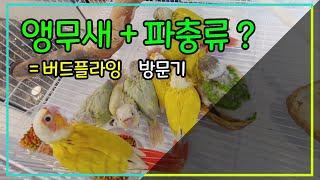 파충류가 있는 조류원 탐방! 노원 버드플라잉 방문기 (#코로나 파이팅)