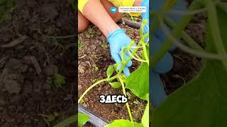 Растение огурчиков у нас хорошо подросли  #огород #дача #garden #урожай