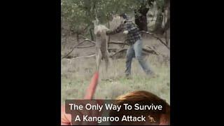 How To Survive A Kangaroo Attack