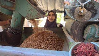 جرش القمح بسيارة الجاروشة في قريتنا الجميلة  Crushing wheat with a crusher in our beautiful village