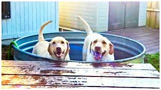 Dad Fills Up The Tub For DazeyDog & Miss Madeline 