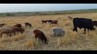 field Animals are eating