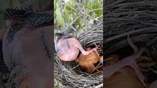 Nature’s Survival Game: Cuckoo Chick Evicts Sibling #ytshort #trendingshorts