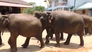 Elephants walking through town.