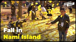 The secret behind Korea's top photo spot for fall, Nami Island!