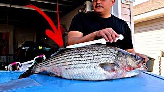 The EASIEST way to fillet a Striper (striped bass )