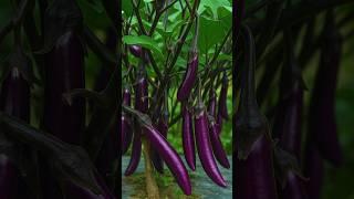 Double Your Brinjal Harvest with This Simple Hack! #diy #gardening