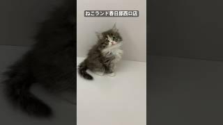 【子猫販売】#サイベリアン #ネコ #猫好きさんと繋がりたい #ねこランド #春日部