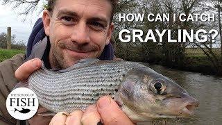 How can I catch Grayling?  The School Of Fish