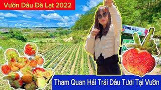 Vườn Dâu Đà Lạt 2022 Tham Quan Hái Trái Ăn Tại Chỗ Cảm Nhận Hương Vị Dâu Tây Tươi | Khương Nhựt Minh