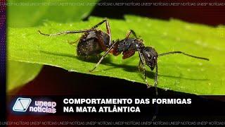 Pesquisadores identificam comportamento diferente de formigas no Cerrado e na Mata Atlântica