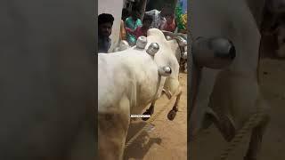 GUESS IT..? #tamilsong #song #eruthukattu