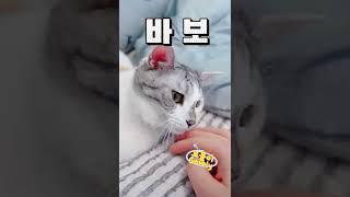 고양이 귀끝에 “똑띠털” 있으면 똑띠냥?!!Do your cat have “Smart hair” end of the ear?!! #shorts