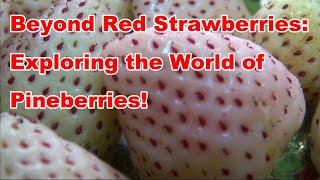 Beyond Red Strawberries Exploring the World of Pineberries