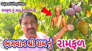 Bhagvan Shri Ram Nu Ramfal // રામફળ ઝાડ / Gujarati Vlog Video // Village life