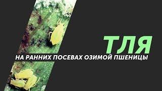 Тля и цикадки на ранних посевах озимой пшеницы