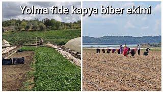 Yolma fide kapya biber ekimi