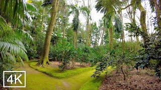 AZORES: Terra Nostra Park, Furnas - São Miguel island