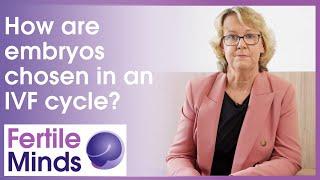 How Are Embryos Chosen In An IVF Cycle? - Fertile Minds