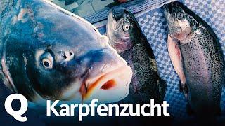 So kann man bei der Zucht von Karpfen die Umwelt schonen | Quarks