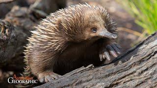 The Weird & Wonderful Diets of Echidnas