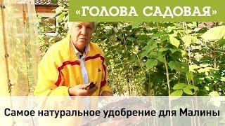 Голова садовая - Самое натуральное удобрение для Малины