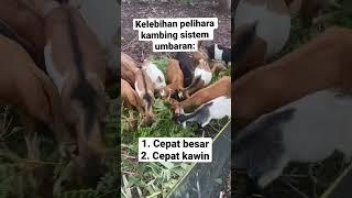 Kelebihan kandang kambing sistem umbaran