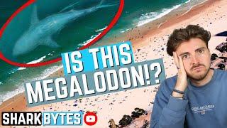 Shark Scientist REACTS to Megalodon "Proof"