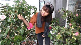 Pros and Cons of Growing Camellias in Containers // Winter Protection for Camellias