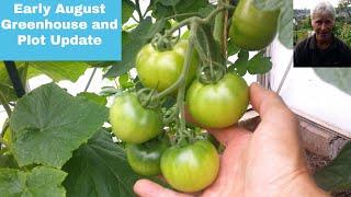 Early August greenhouse and Plot update| Heritage Tomatoes| Crimson Crush| vegetable growing in UK|