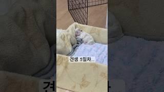 견생 5일차 자세 맞냐고… #강아지 #cute #강아지브이로그 #말티푸