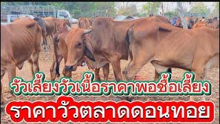 ชมบรรยากาศตลาดนัดโคกระบือดอนทอย อ.อากาศ จ.สกลนคร #ราคาวัววันนี้ 3/3/68