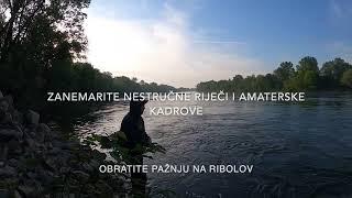 Savski boleni  - Asp fishing Sava river