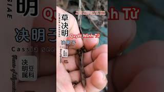 Bạn biết công dụng của Quyết Minh Tử không?