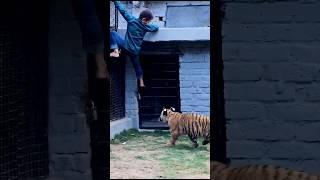 Kids Tiger Attack #viral #youtubeshorts #trending #shortvideo #shorts #short #shortfeed