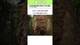 38년 만에 발견된 역대급 꿀벌