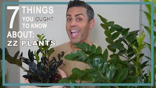 7 Things You Ought To Know About Caring For Your ZZ PLANT (Zamioculcas Zamiifolia) Plant Care Tips