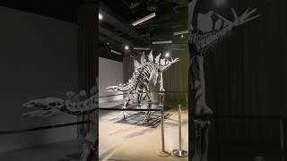 Meet Apex: the largest Stegosaurus ever discovered