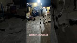 [op cow running transition]garib nawaz dairy farm||habibi cow entertainment#cow #shorts #transition