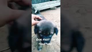 Life of Bots cute dogs Puppies video puppies