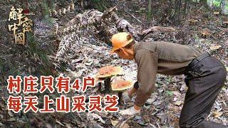 There are only four families, and the villagers pick ganoderma every day.